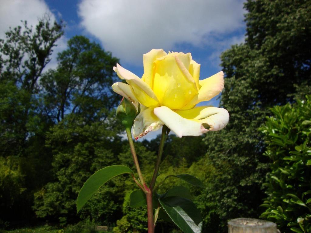 לינה וארוחת בוקר Solignac Domaine De La Dame De Lauriere מראה חיצוני תמונה